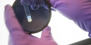 gloved hands examining a sample